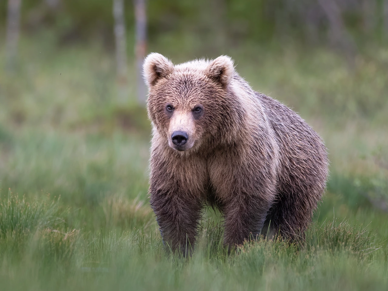 Brown bear — wildlife photograph by Henk Reinicke.