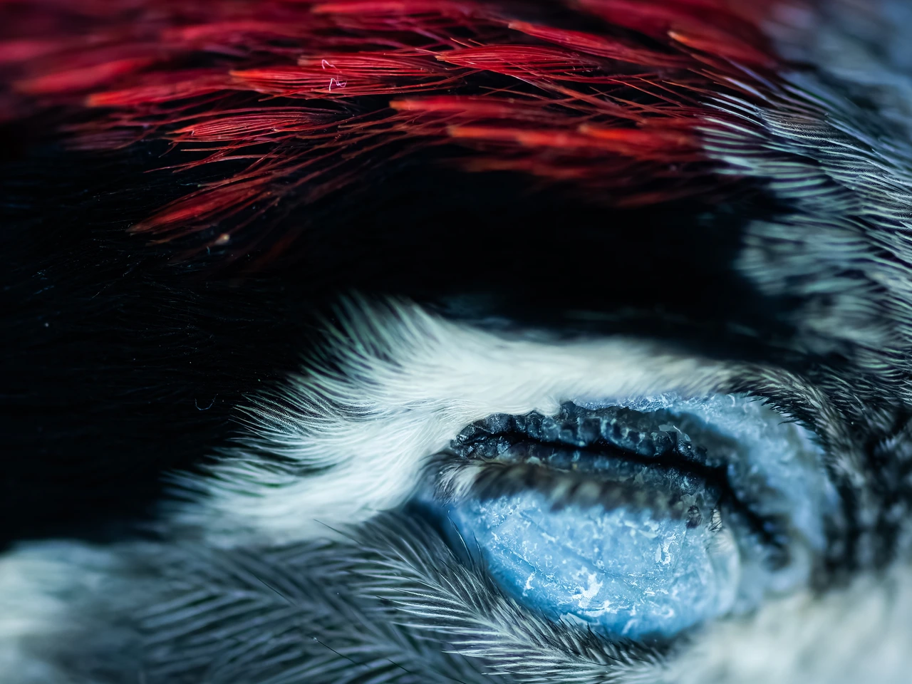 Great spotted woodpecker — eye detail — wildlife photograph by Henk Reinicke.
