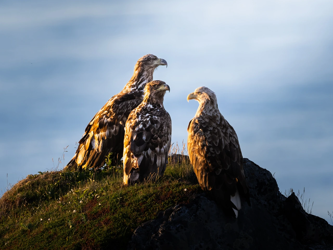 White-tailed eagles — wildlife photograph by Henk Reinicke.