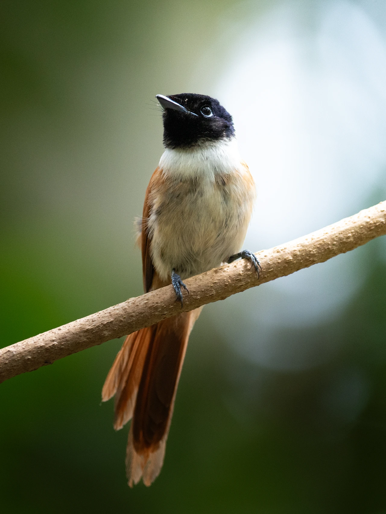 A female Seychelles paradise flycatcher perched on a branch.