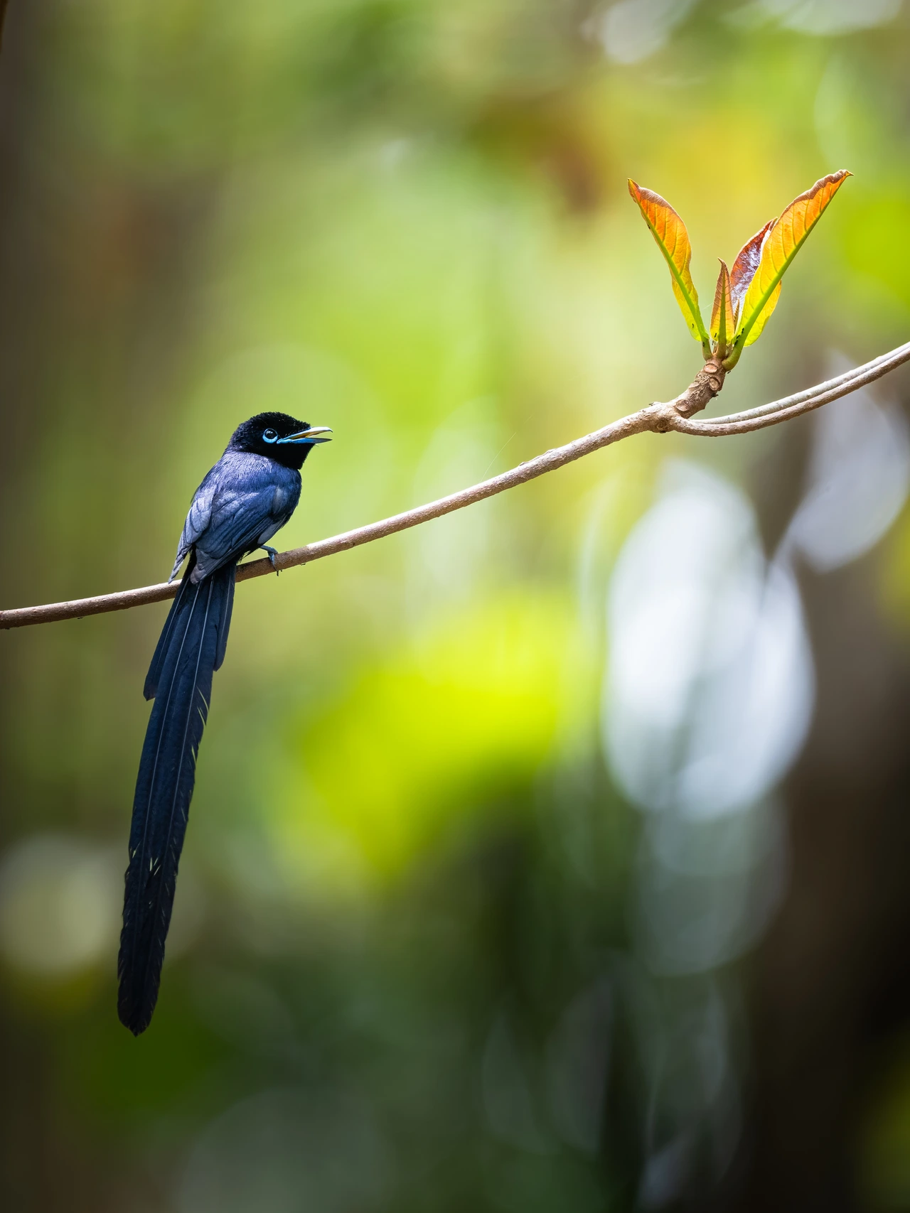 A male Seychelles paradise flycatcher with long dark tail feathers.