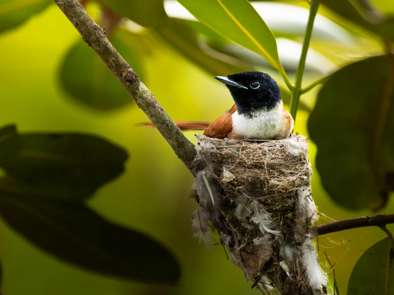 A female Seychelles paradise flycatcher sitting on her nest.