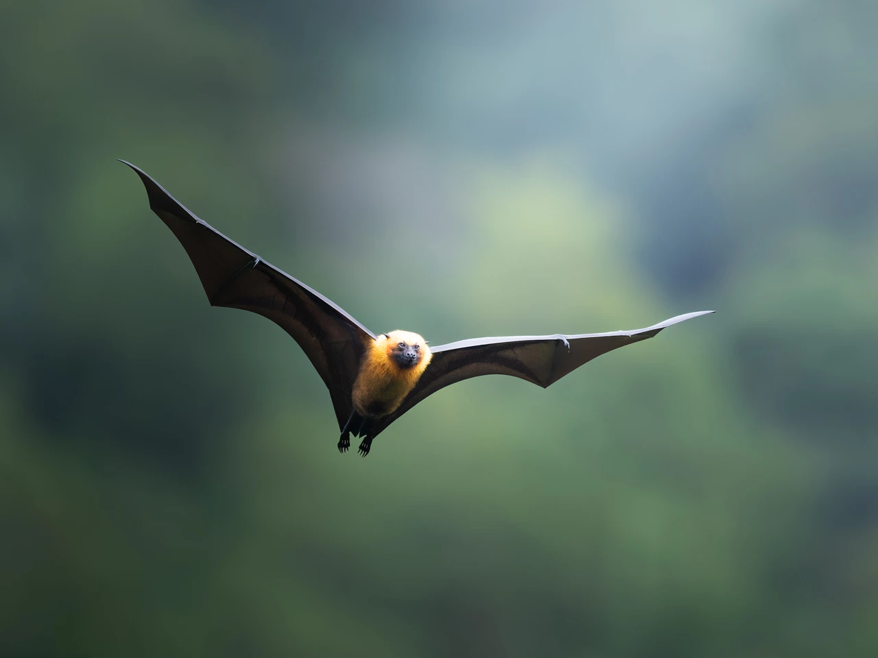 Seychelles flying fox — wildlife photograph by Henk Reinicke.