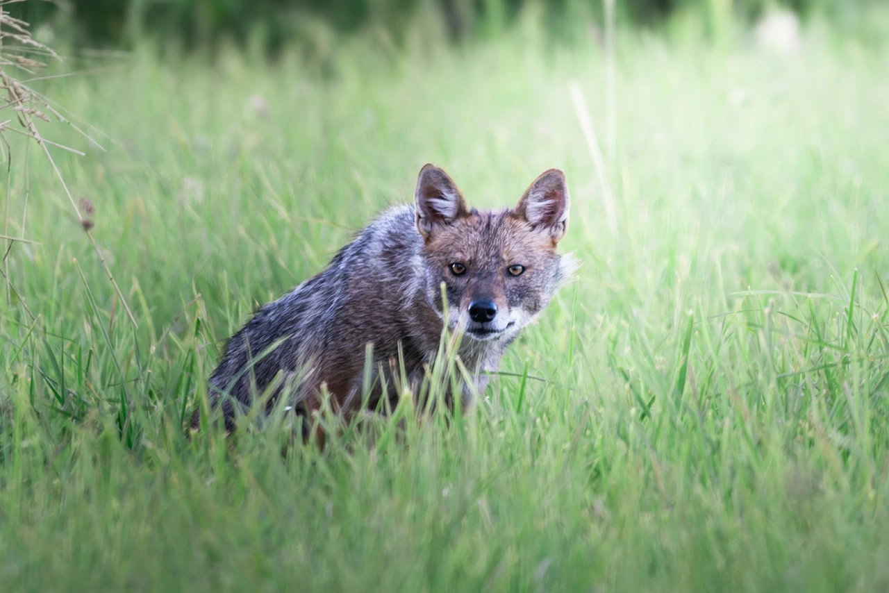 Golden jackal — wildlife photograph by Henk Reinicke.