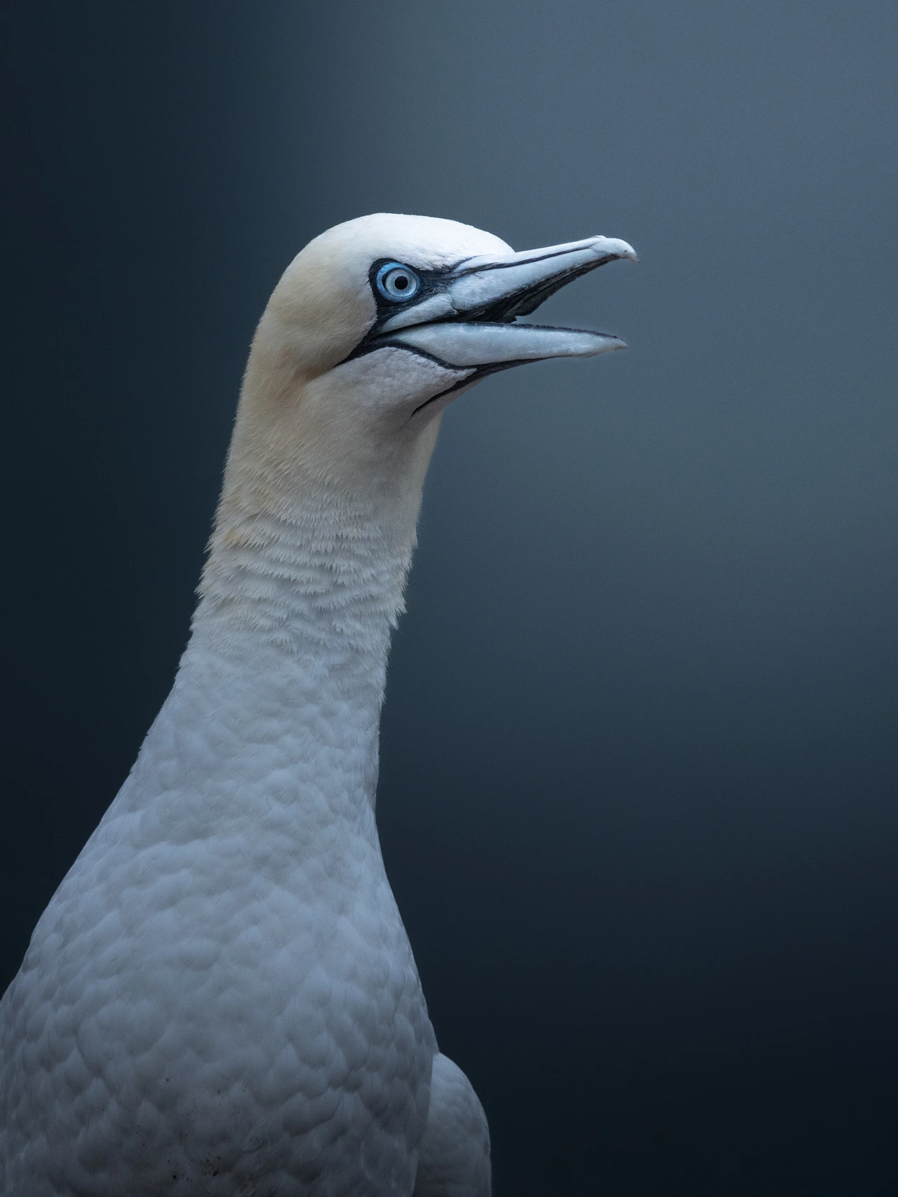Northern gannet — wildlife photograph by Henk Reinicke.