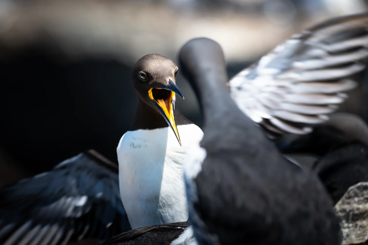 Common guillemots — wildlife photograph by Henk Reinicke.