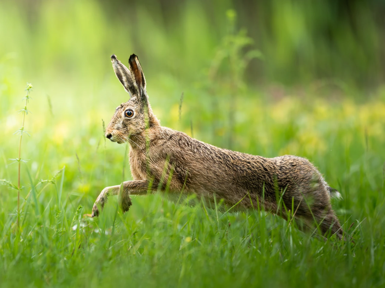 European hare — wildlife photograph by Henk Reinicke.