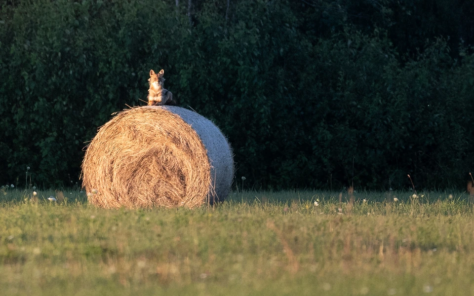 A golden jackal sitting on top of a large round hay bale.