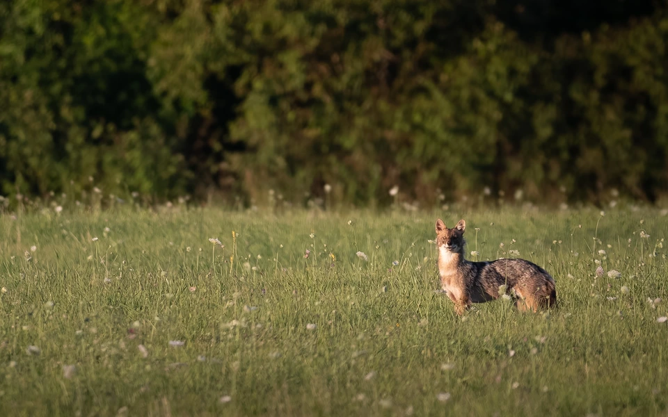 A golden jackal standing in a sunlit field.