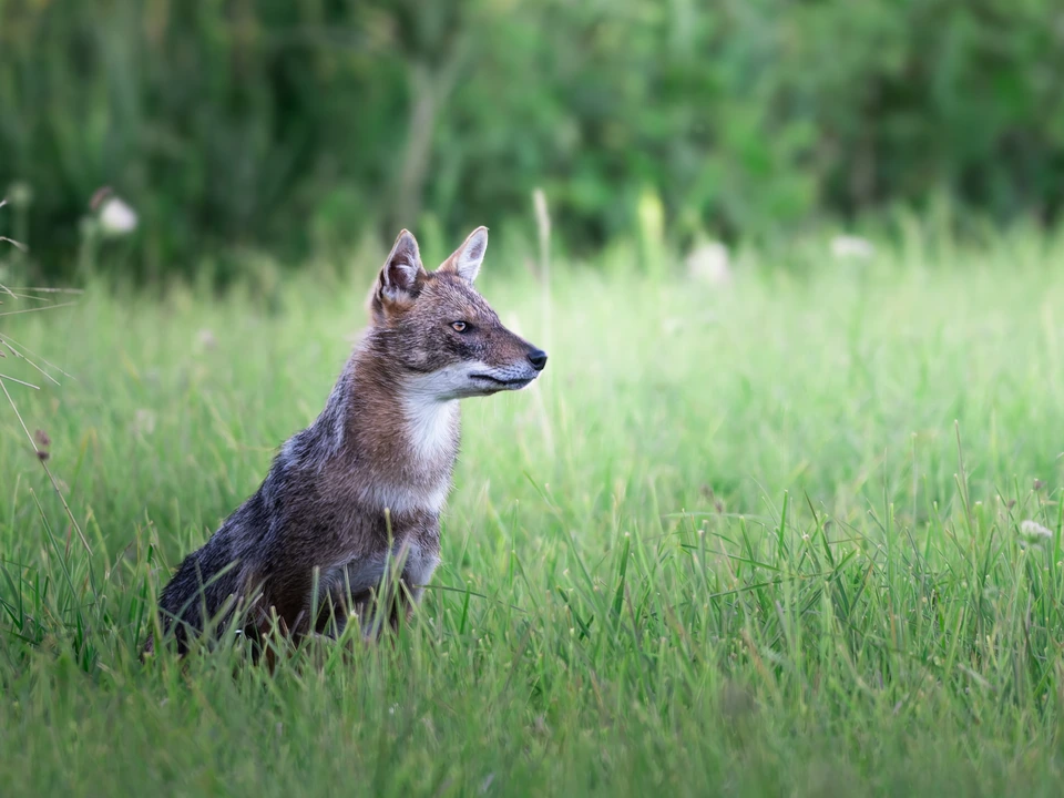 A golden jackal sitting in grass at the edge of woodland.