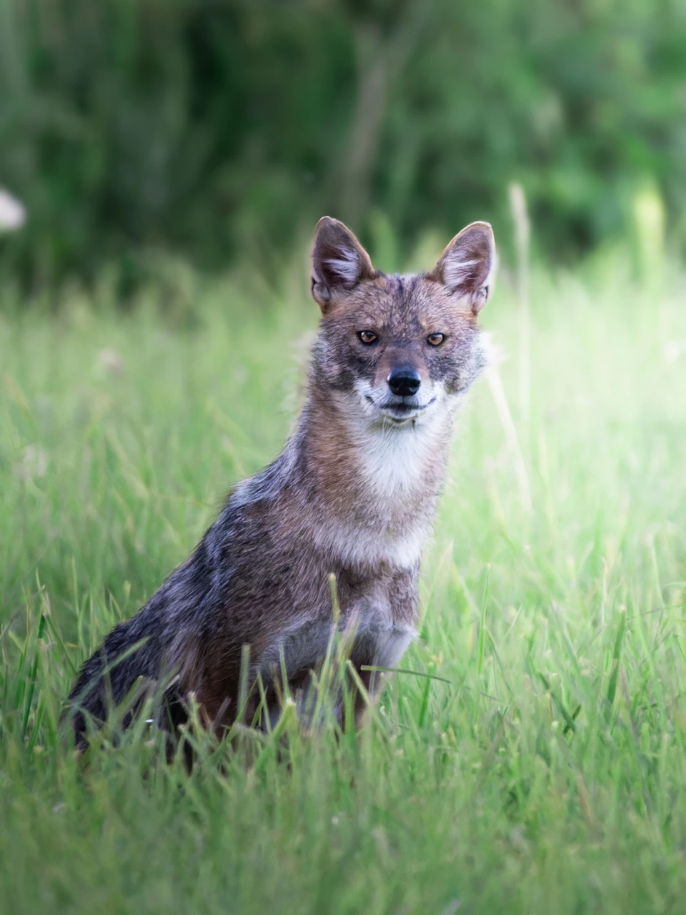 A golden jackal looking towards the camera through green grass.