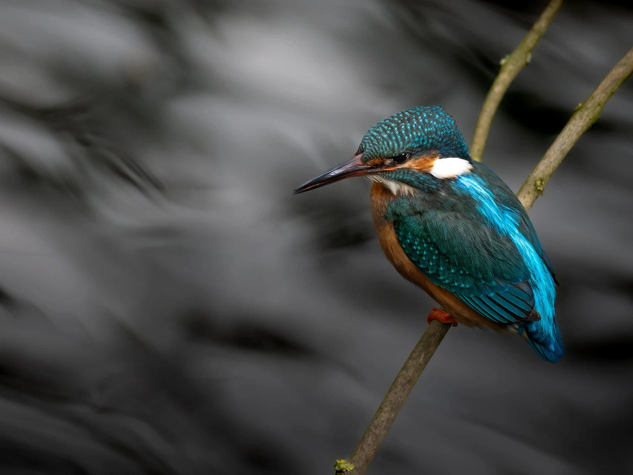 Common kingfisher — wildlife photograph by Henk Reinicke.
