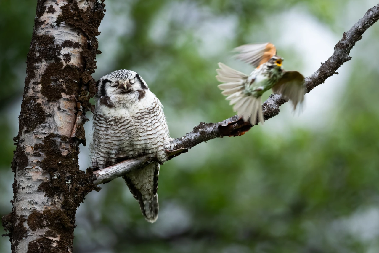 Northern hawk-owl & redwing — wildlife photograph by Henk Reinicke.