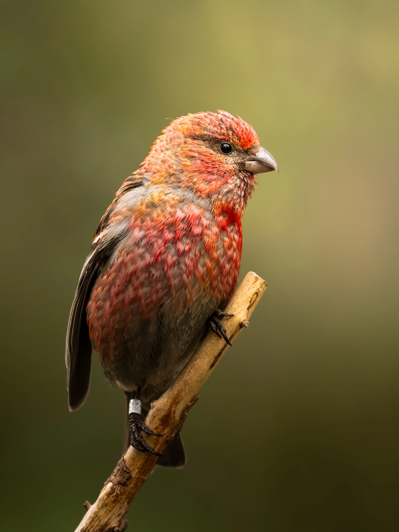 Pine grosbeak — wildlife photograph by Henk Reinicke.