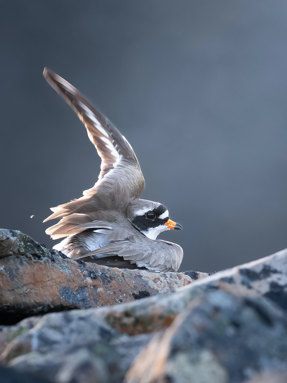 Common ringed plover — wildlife photograph by Henk Reinicke.