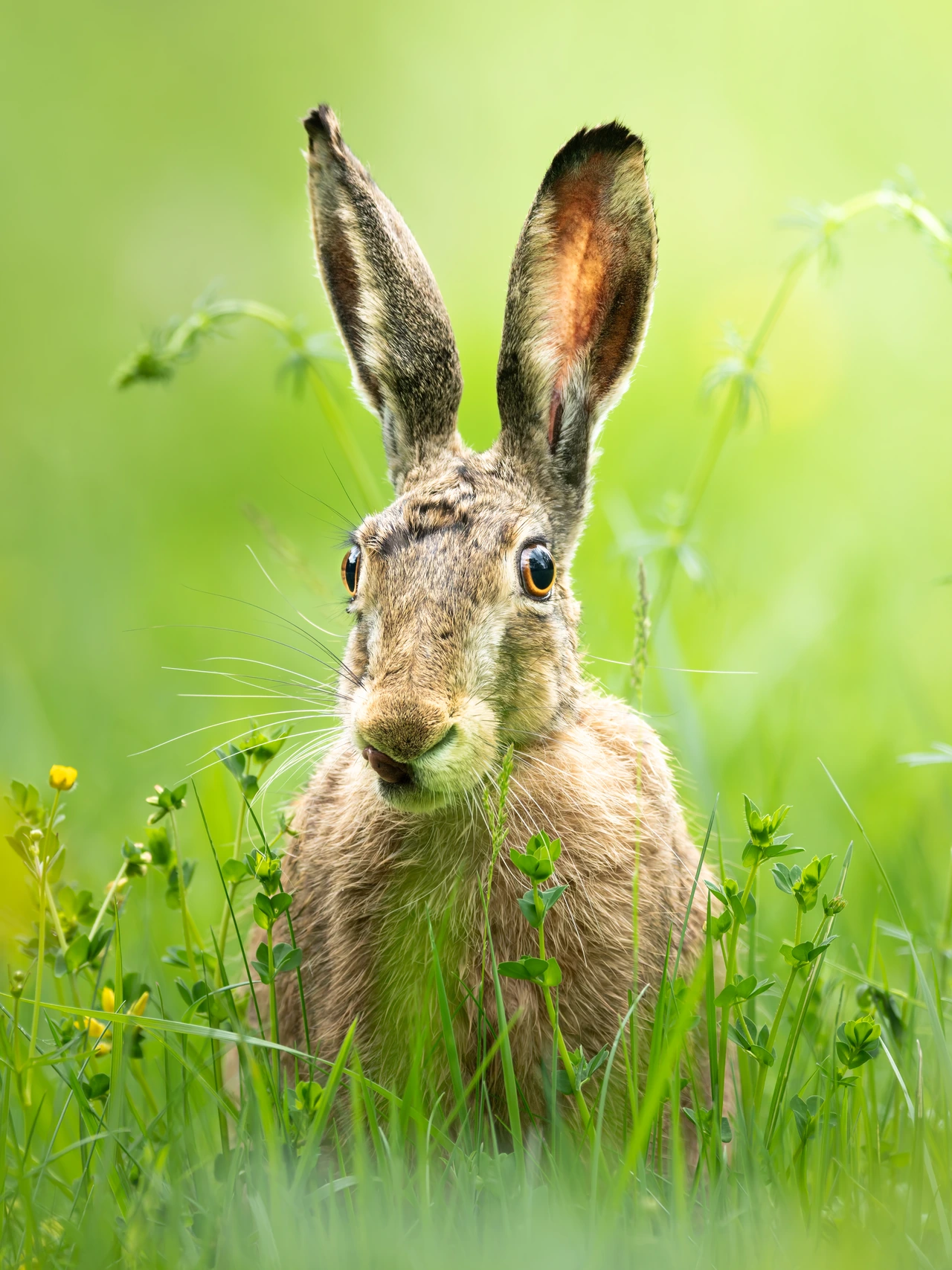 European hare — wildlife photograph by Henk Reinicke.
