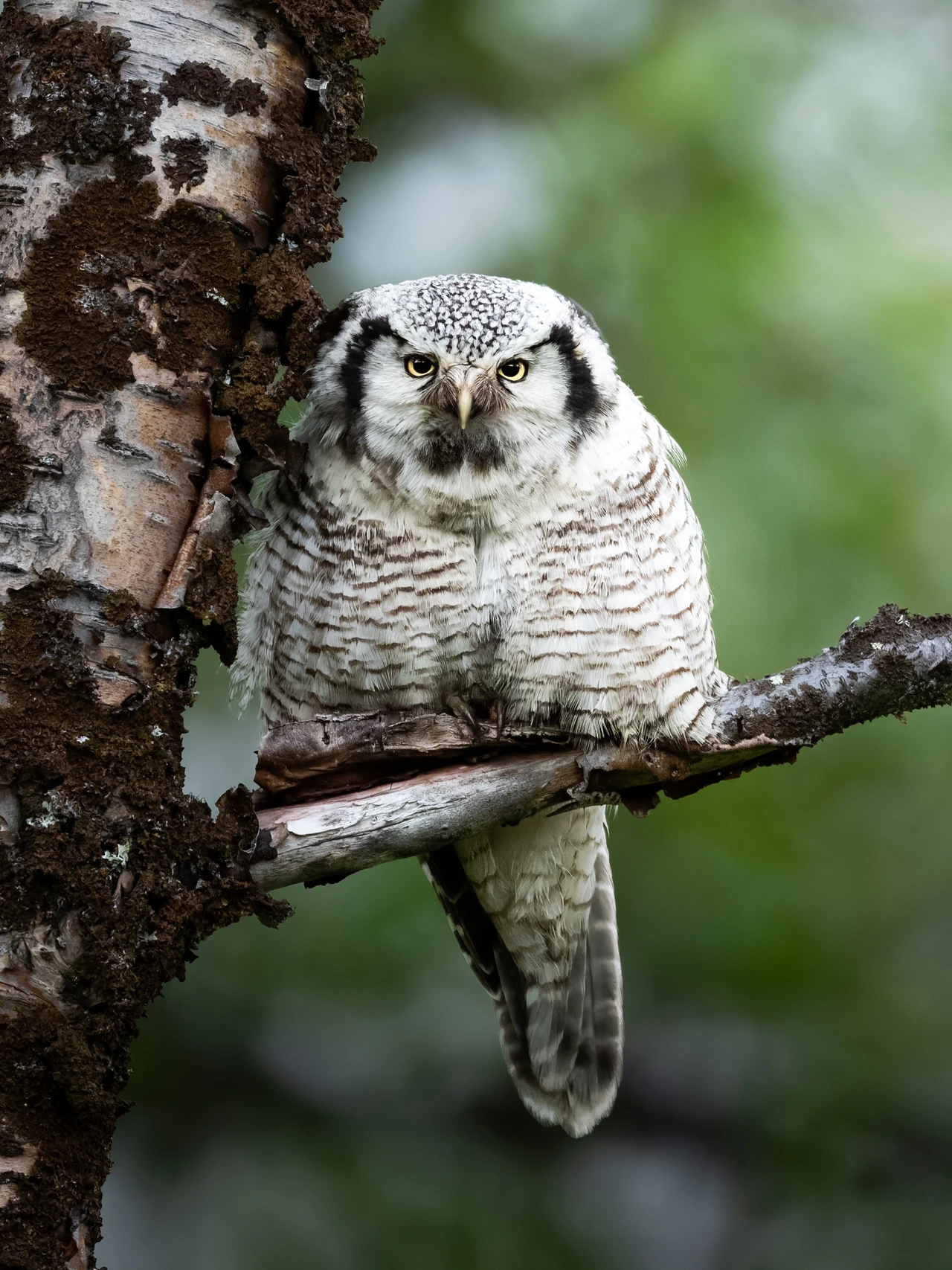 Northern hawk-owl — wildlife photograph by Henk Reinicke.