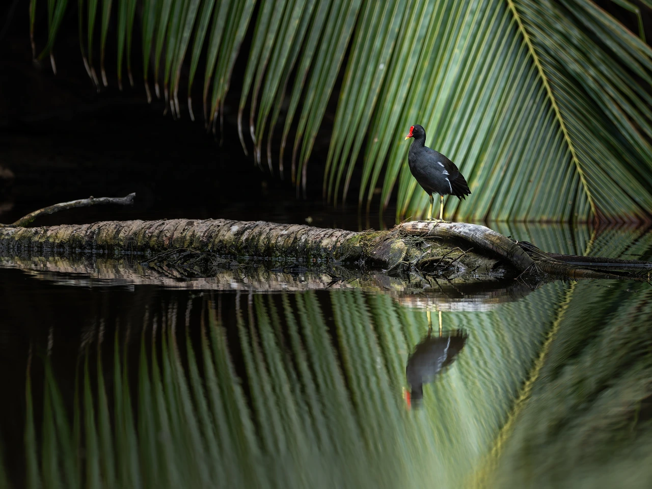 Common moorhen — wildlife photograph by Henk Reinicke.