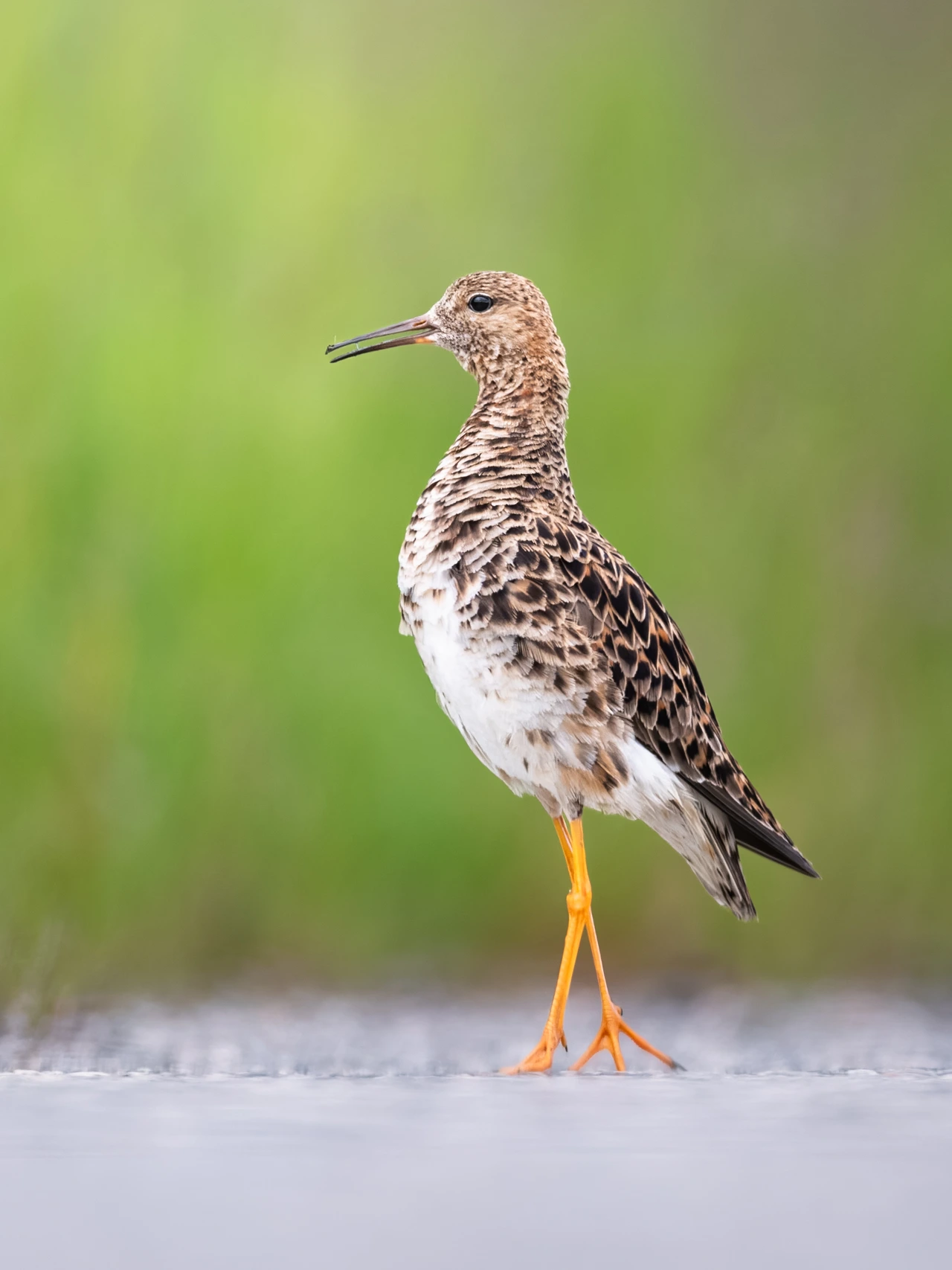 Ruff — wildlife photograph by Henk Reinicke.