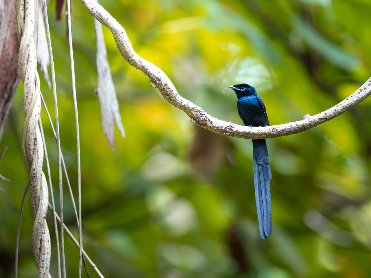 Seychelles paradise flycatcher — wildlife photograph by Henk Reinicke.