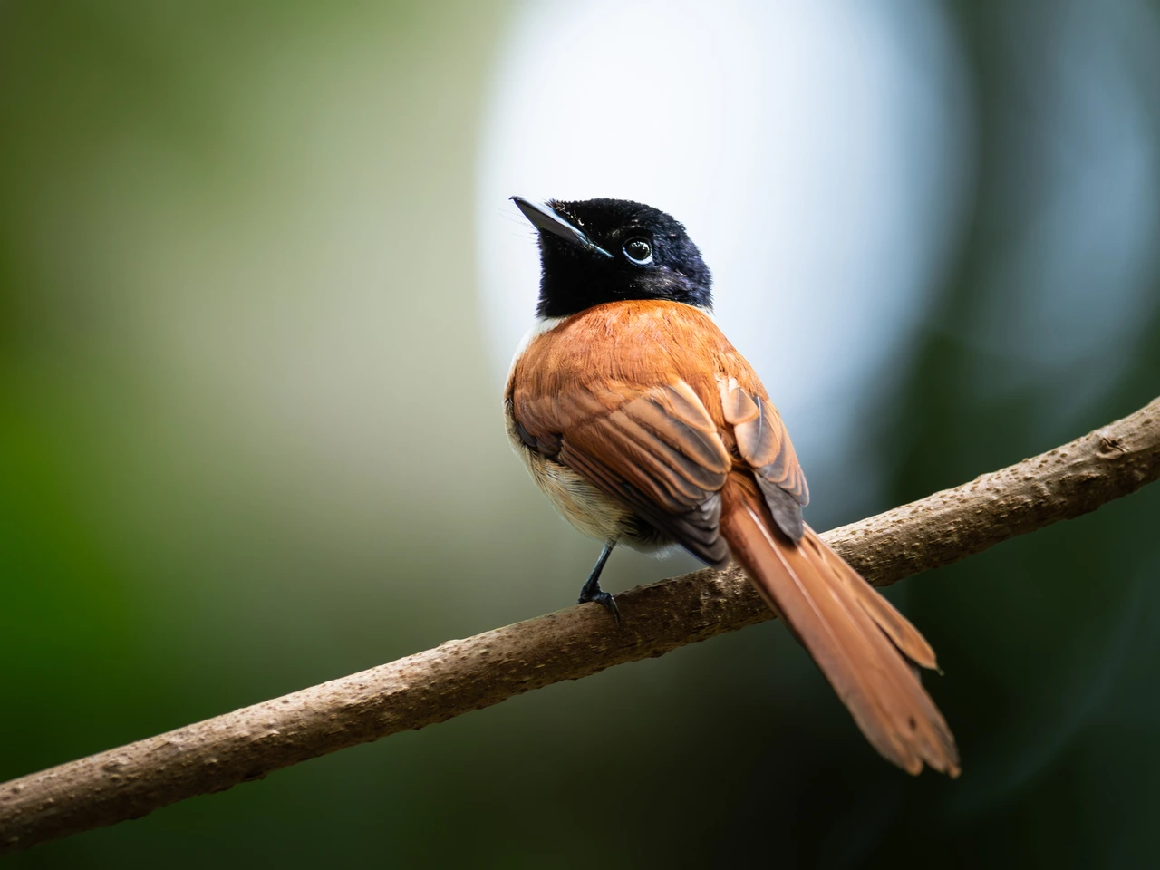 Seychelles paradise flycatcher — wildlife photograph by Henk Reinicke.