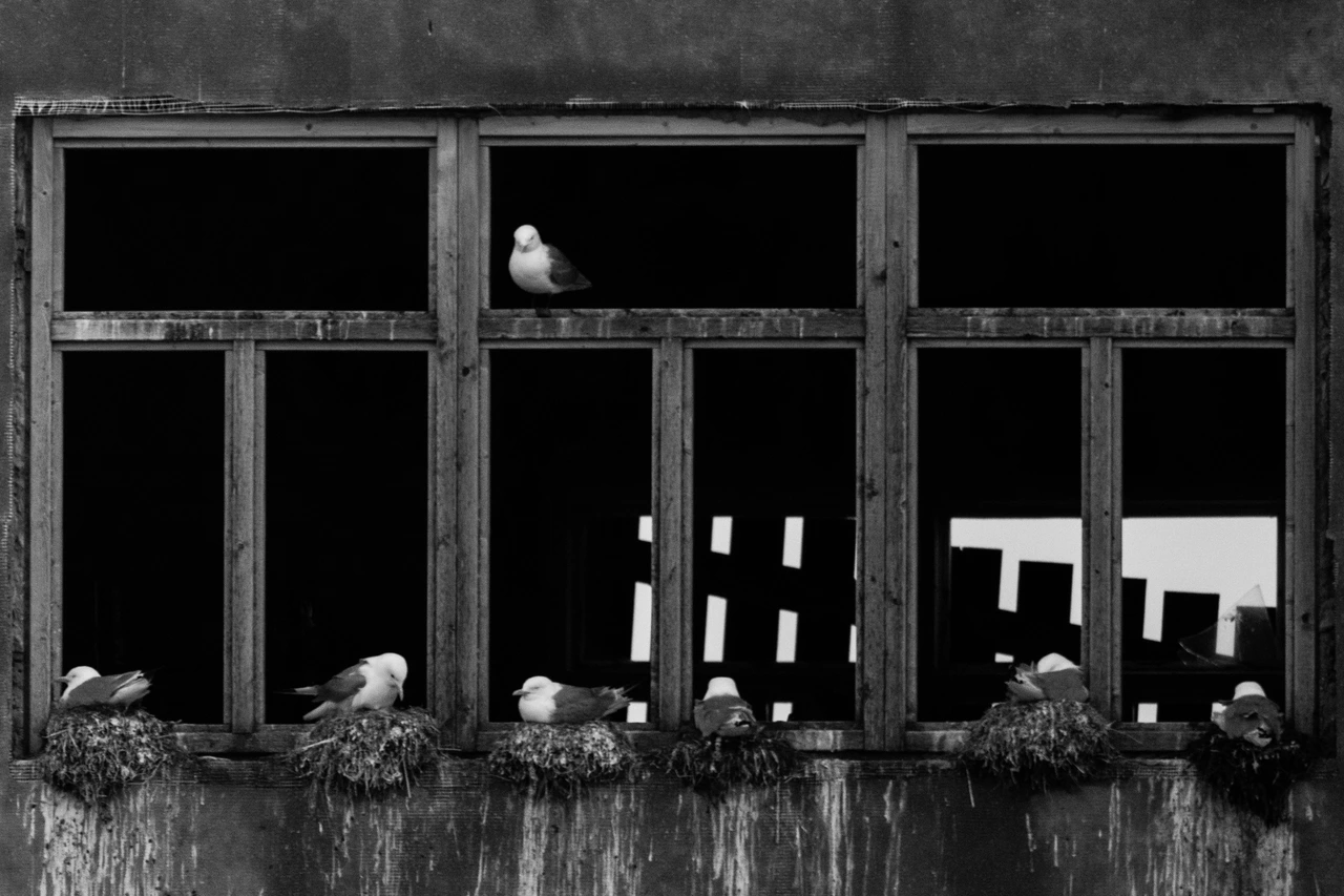 Black-legged kittiwakes — wildlife photograph by Henk Reinicke.