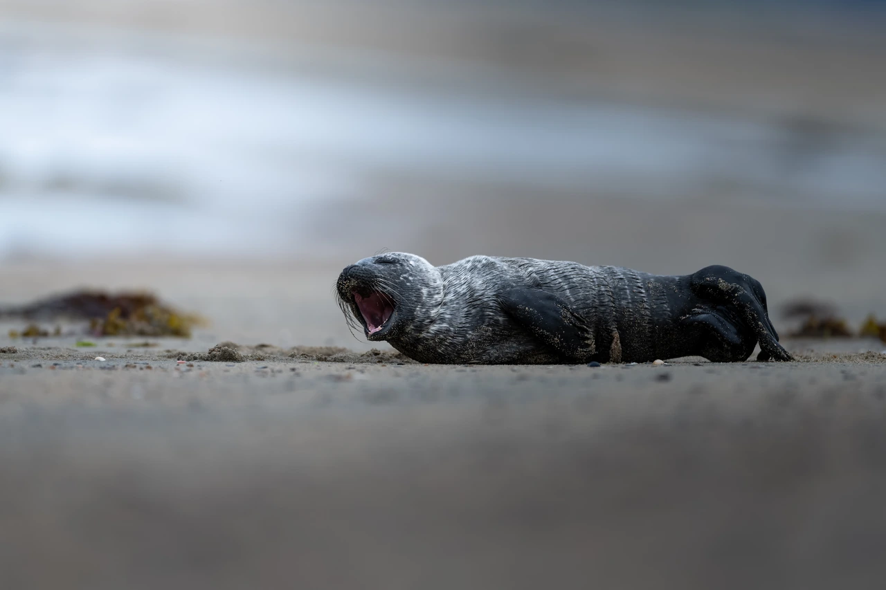 Grey seal — wildlife photograph by Henk Reinicke.