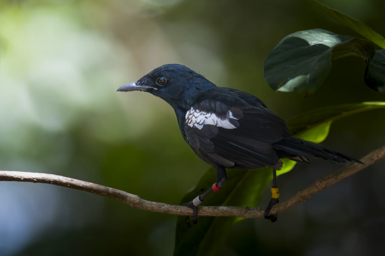 Seychelles magpie-robin — wildlife photograph by Henk Reinicke.