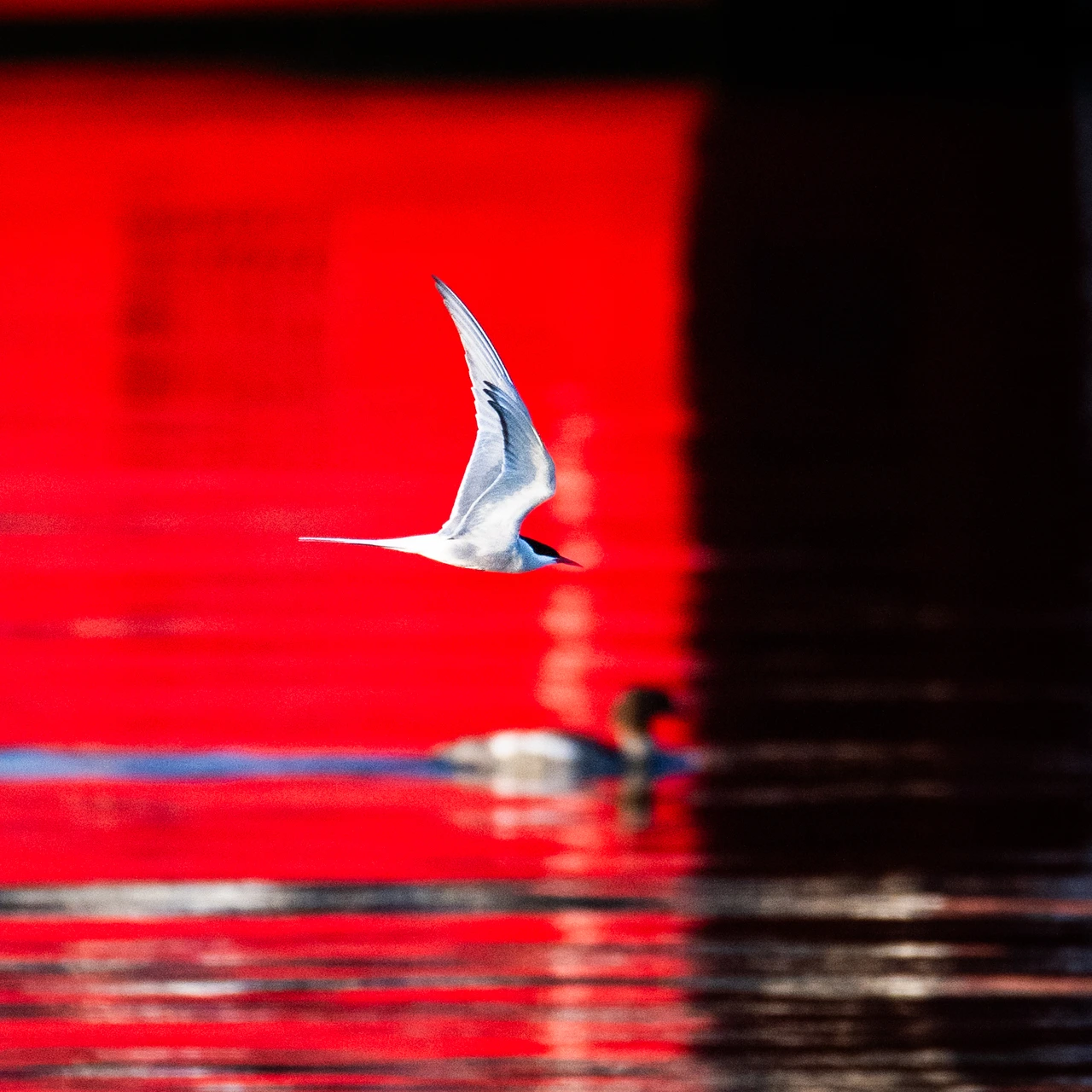 Arctic tern — wildlife photograph by Henk Reinicke.