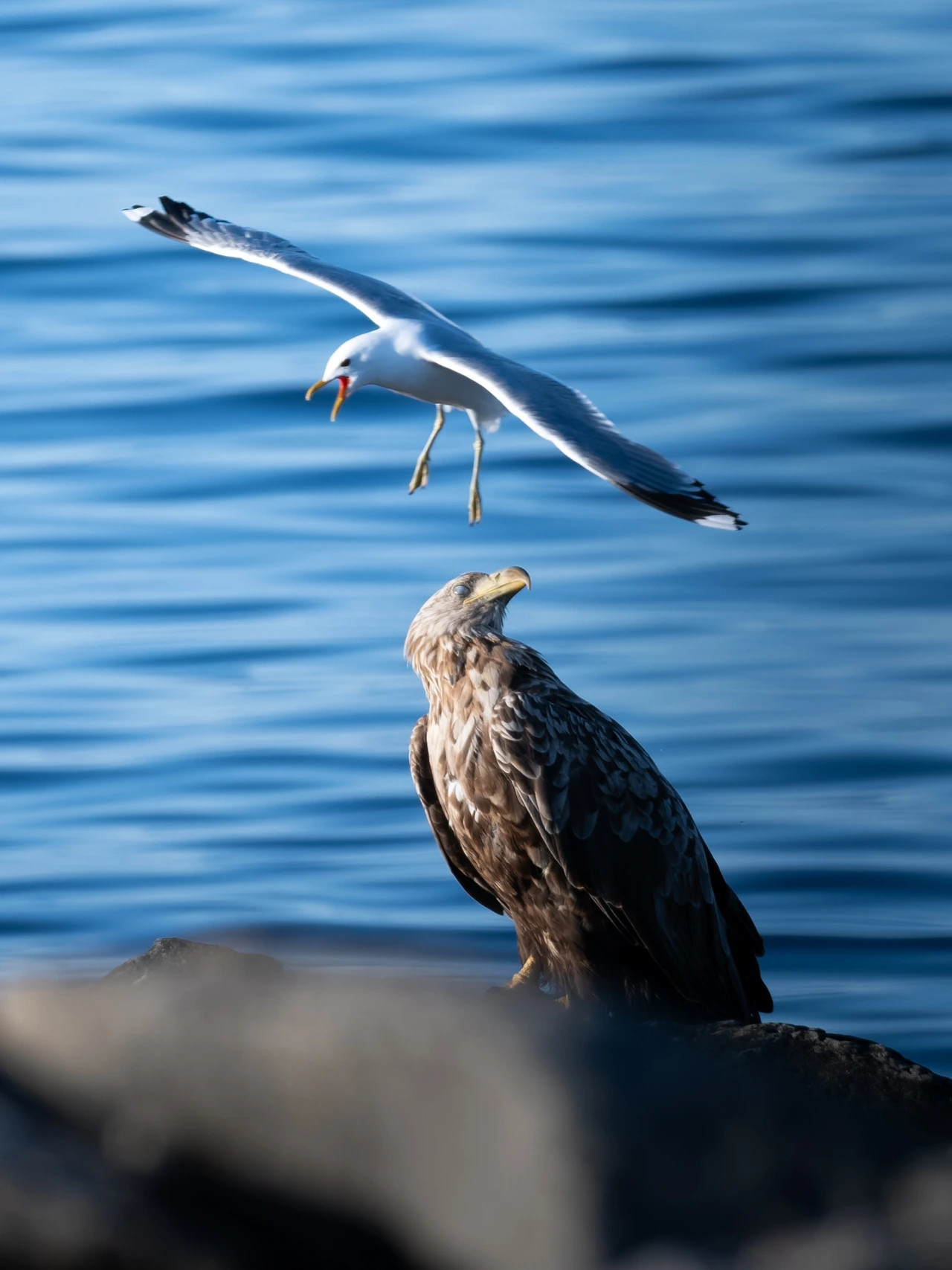 White-tailed eagle & gull — wildlife photograph by Henk Reinicke.