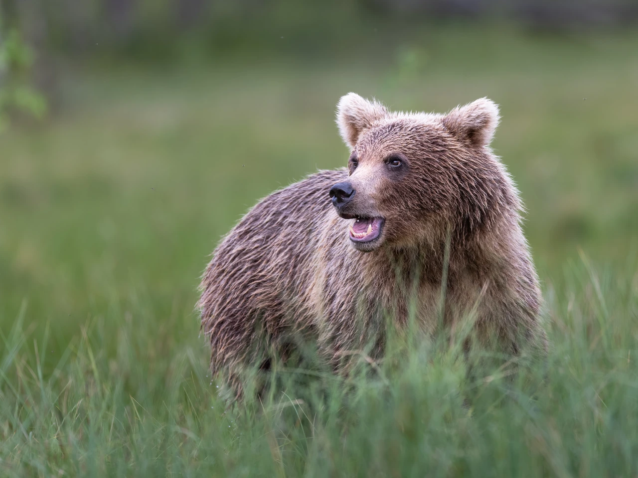 Brown bear — wildlife photograph by Henk Reinicke.