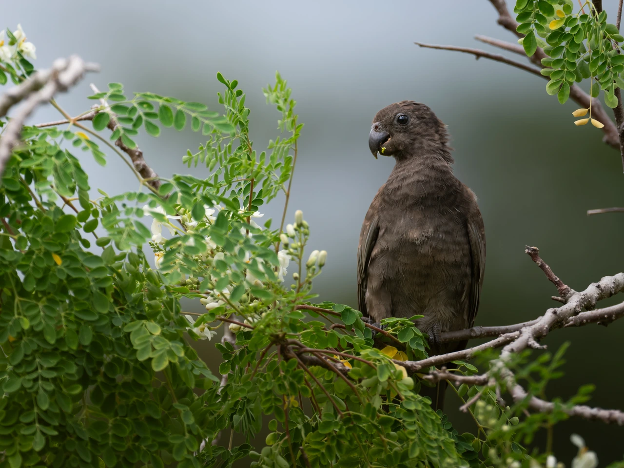 Seychelles black parrot — wildlife photograph by Henk Reinicke.