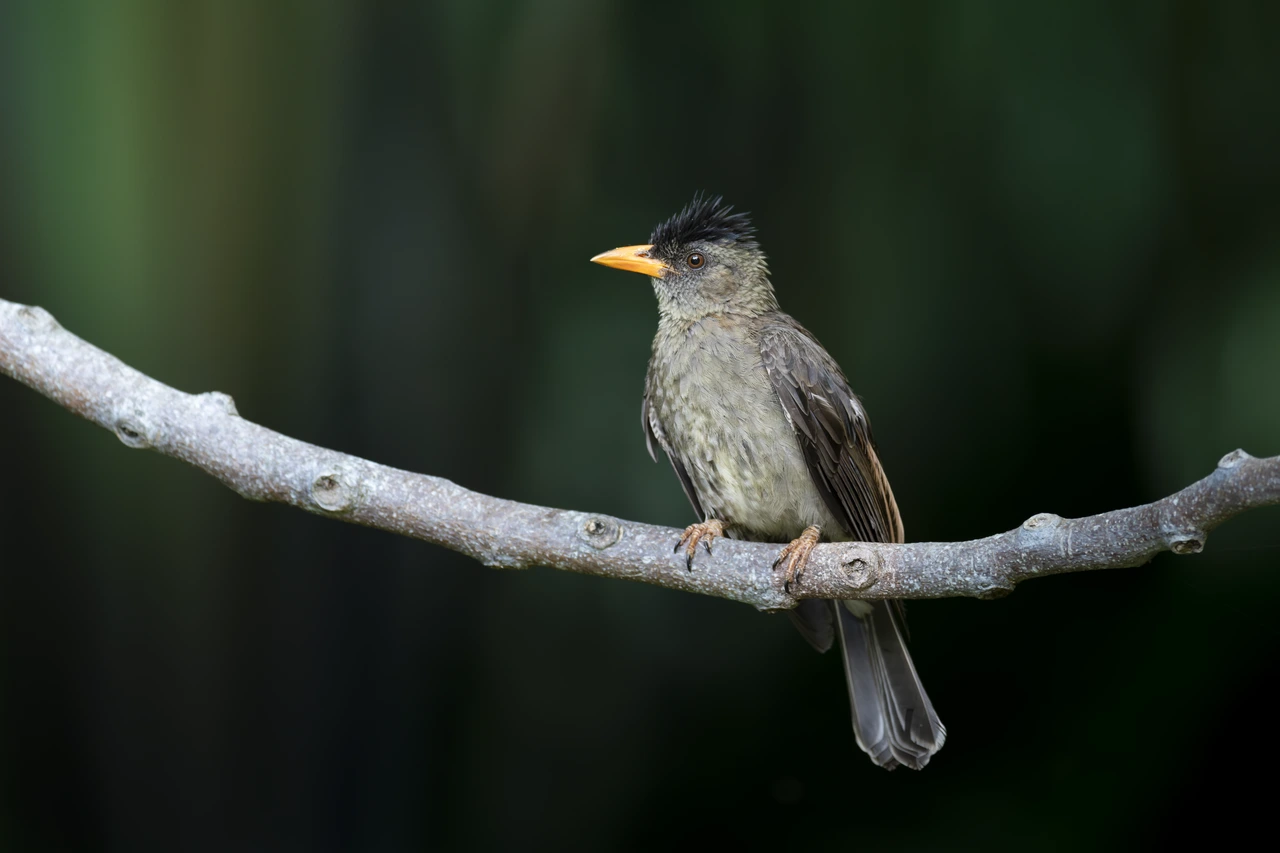 Seychelles bulbul — wildlife photograph by Henk Reinicke.