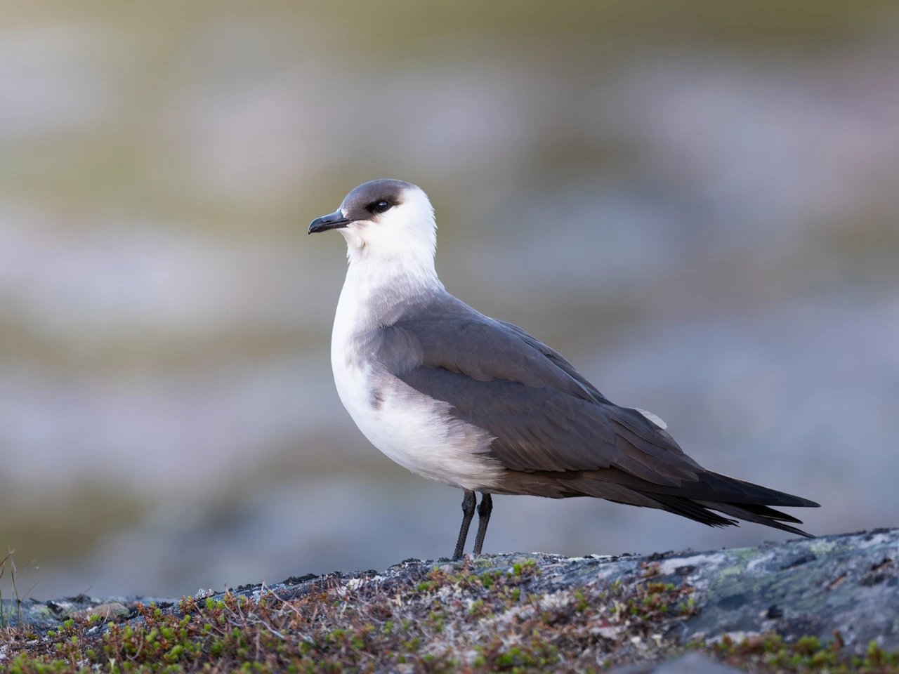 Skua — wildlife photograph by Henk Reinicke.