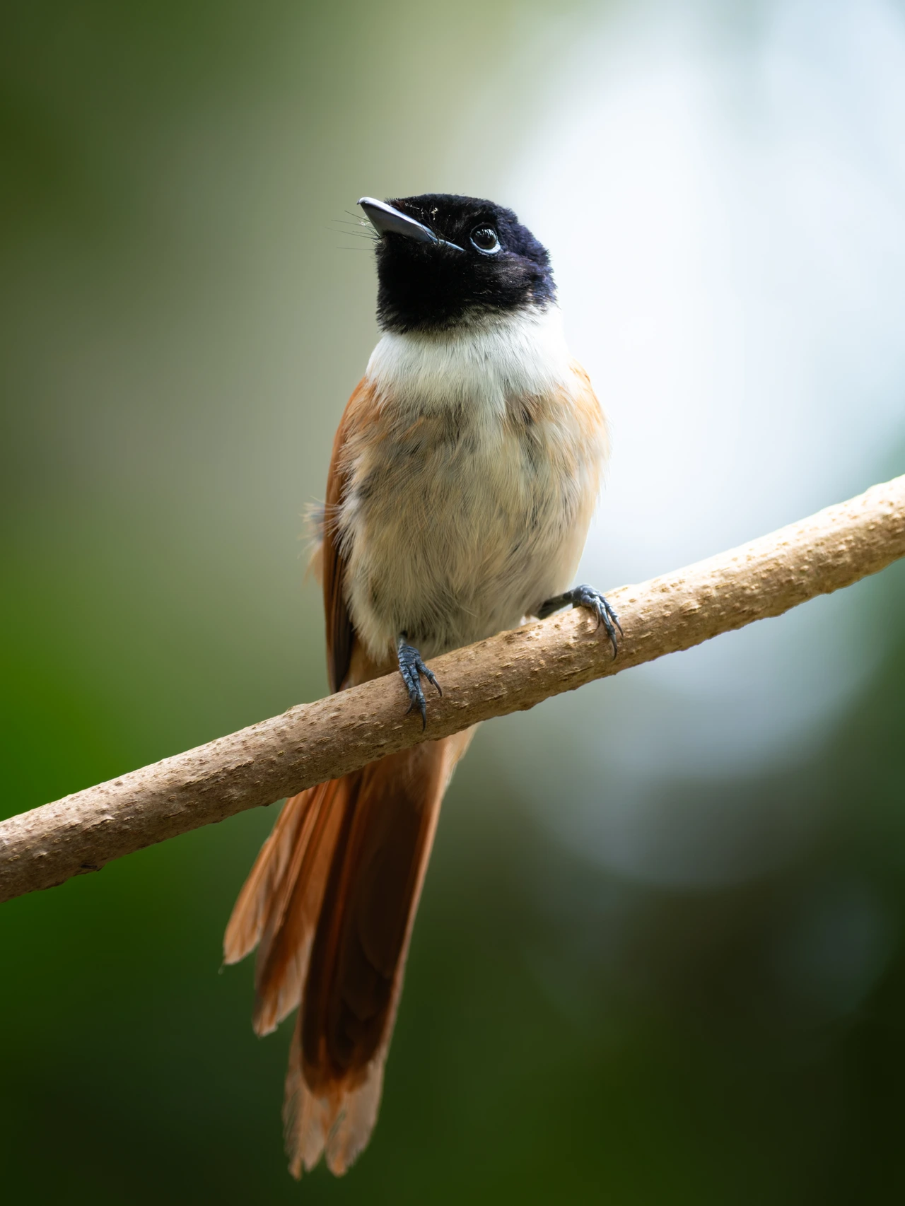Seychelles paradise flycatcher — wildlife photograph by Henk Reinicke.