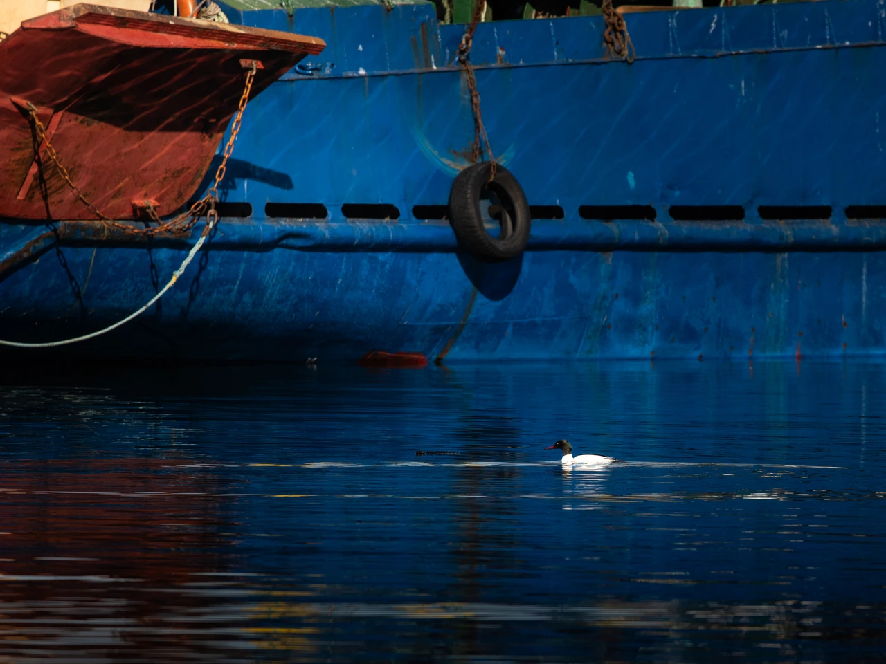Common merganser — wildlife photograph by Henk Reinicke.