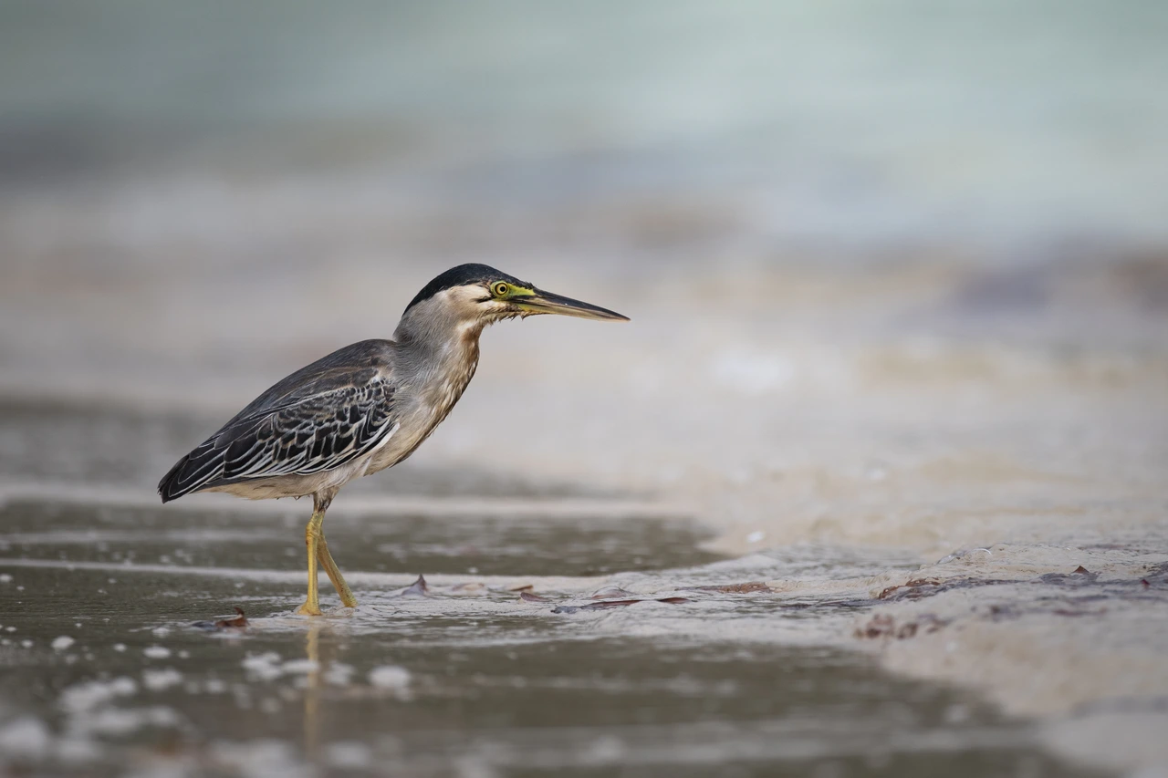 Green-backed heron — wildlife photograph by Henk Reinicke.