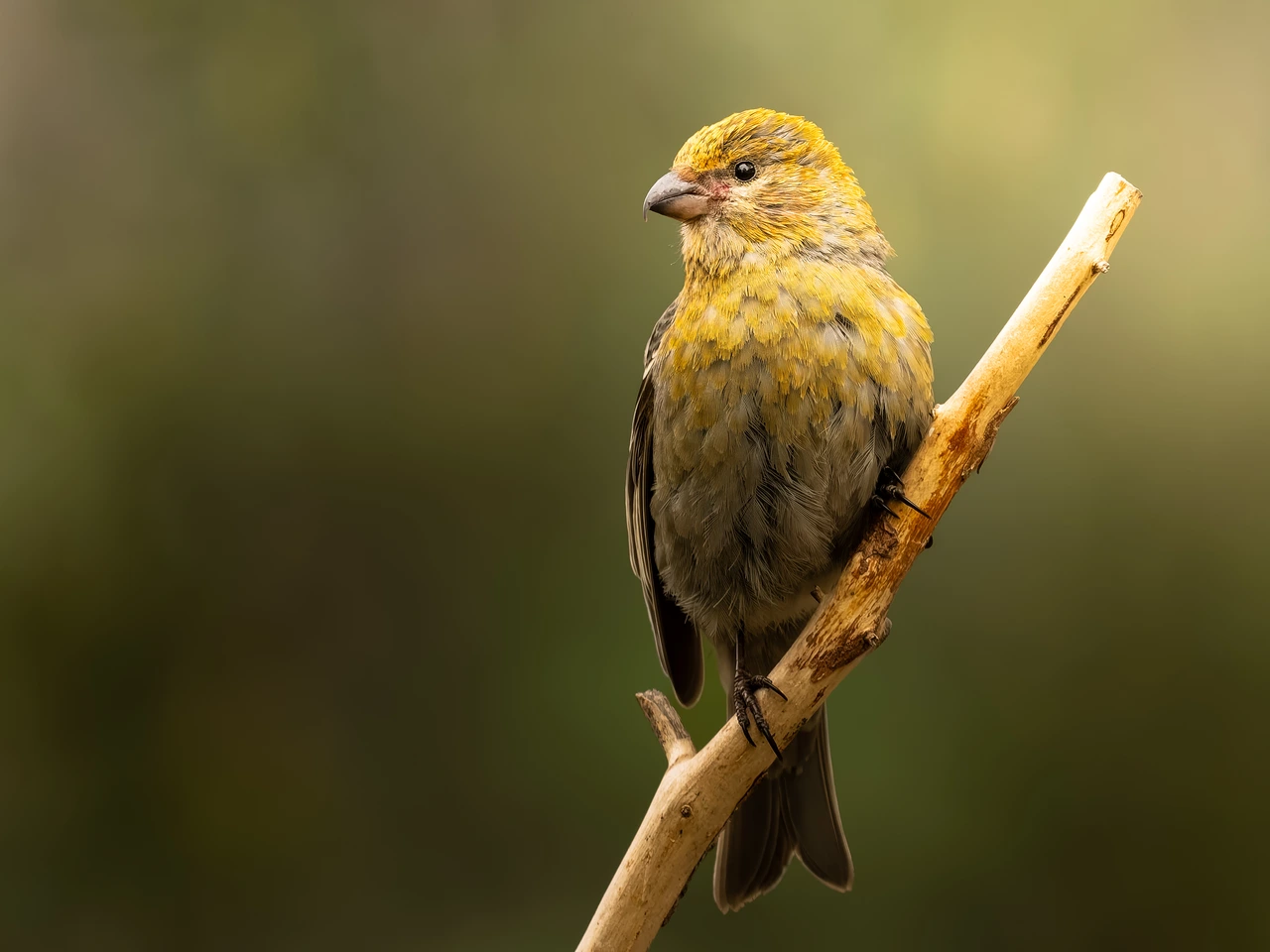 Pine grosbeak — wildlife photograph by Henk Reinicke.