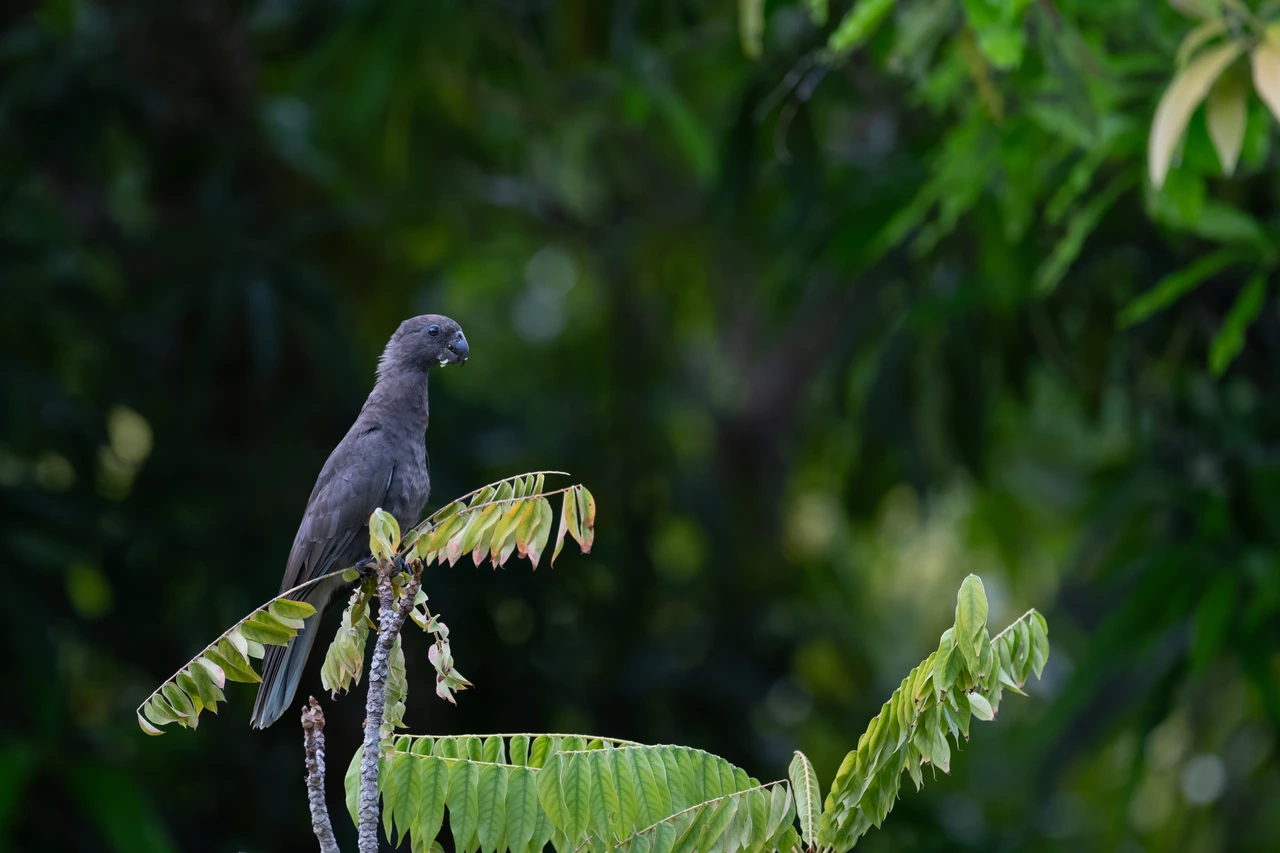 Seychelles black parrot — wildlife photograph by Henk Reinicke.