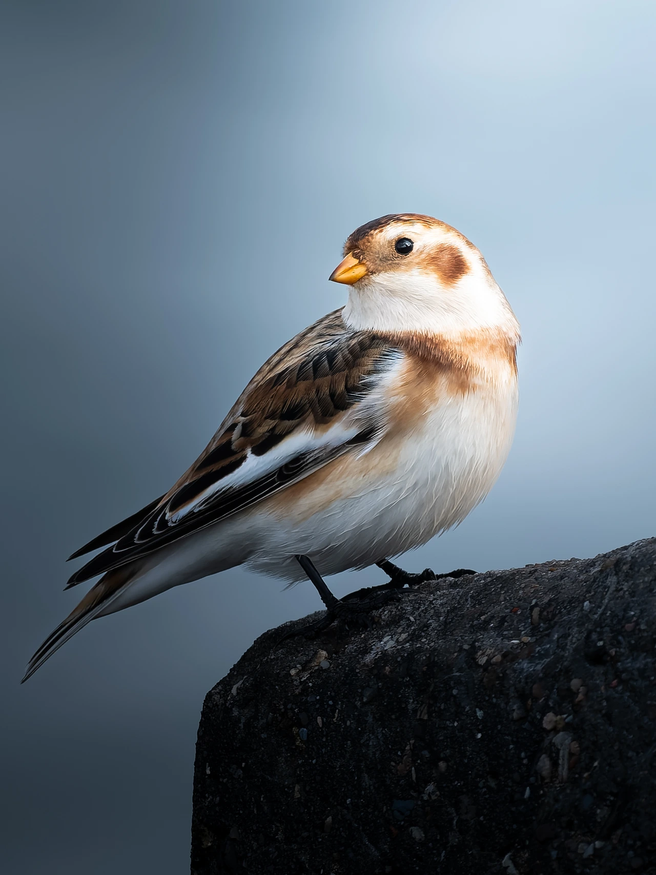 Snow bunting — wildlife photograph by Henk Reinicke.