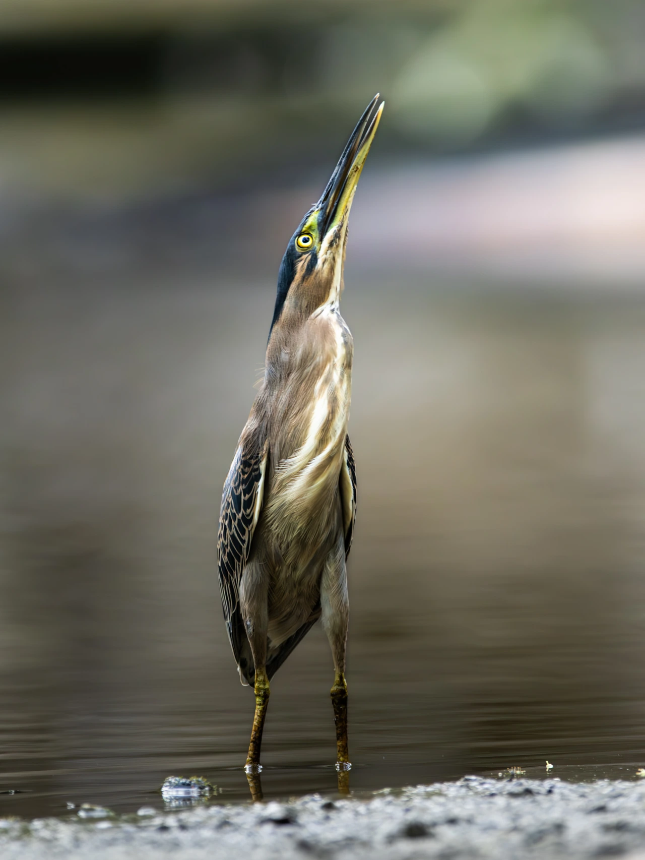 Green-backed heron — wildlife photograph by Henk Reinicke.