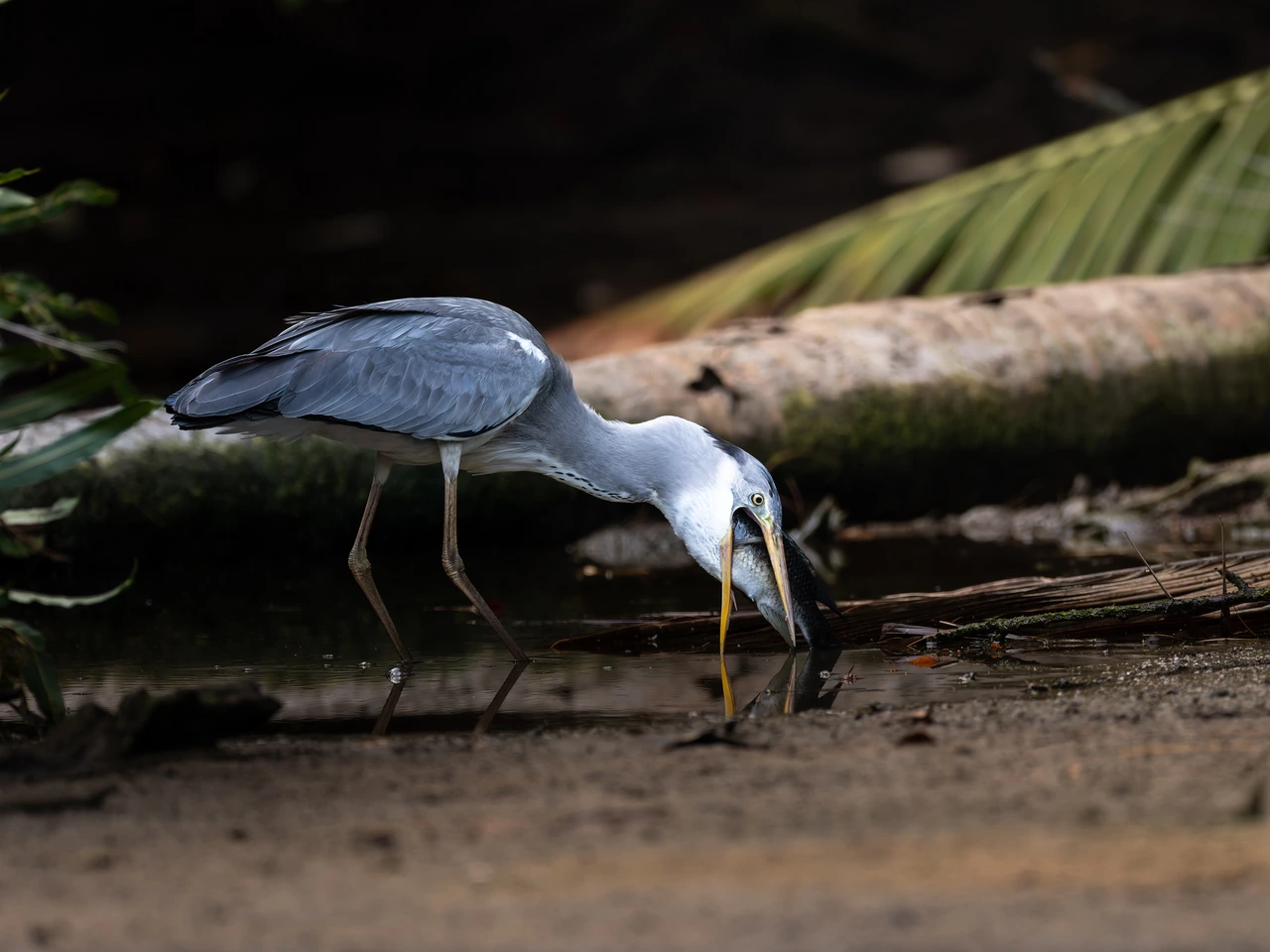 Grey heron — wildlife photograph by Henk Reinicke.