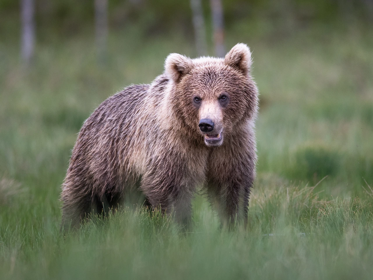 Brown bear — wildlife photograph by Henk Reinicke.