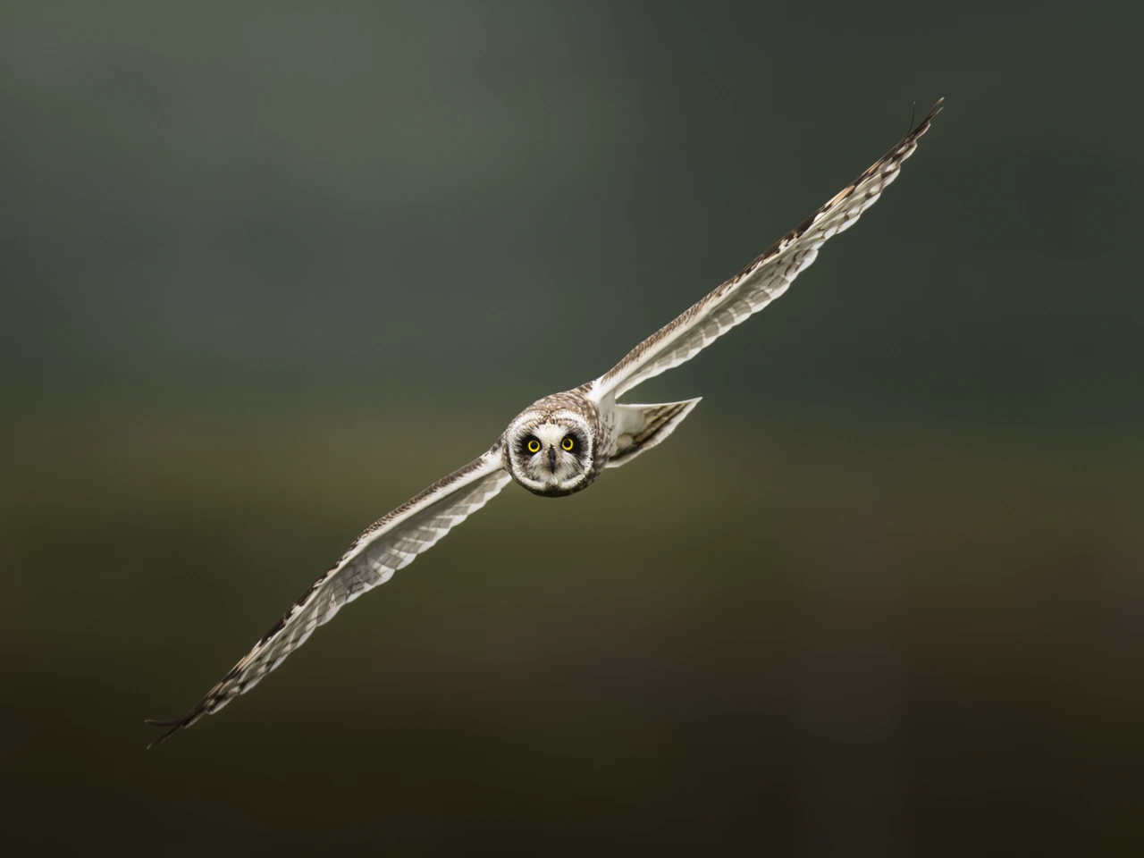 Short-eared owl — wildlife photograph by Henk Reinicke.