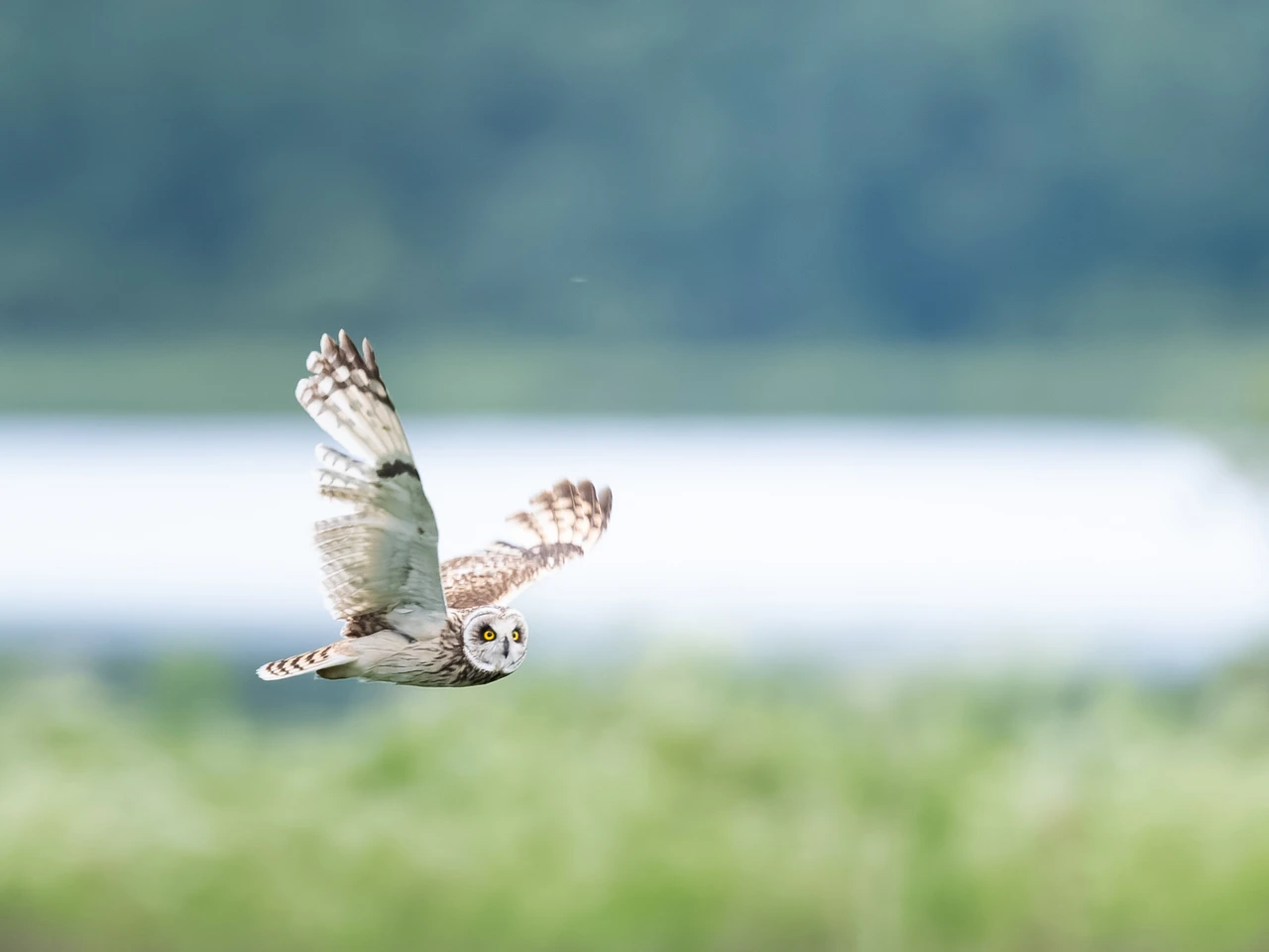 Short-eared owl — wildlife photograph by Henk Reinicke.