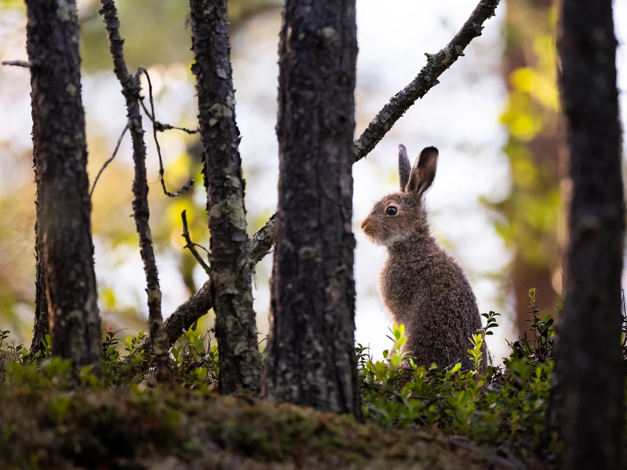 Mountain hare — wildlife photograph by Henk Reinicke.