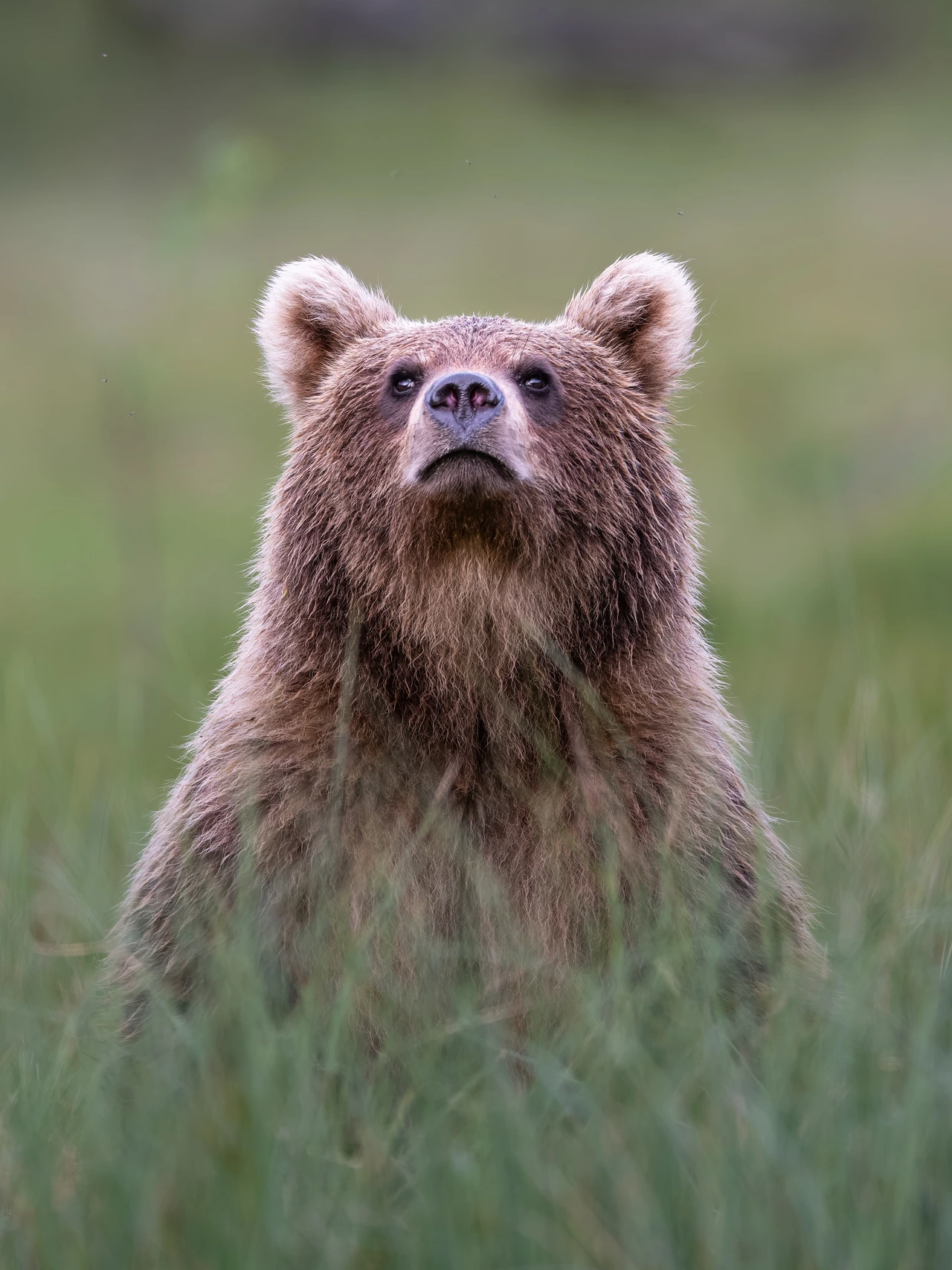 Brown bear — wildlife photograph by Henk Reinicke.
