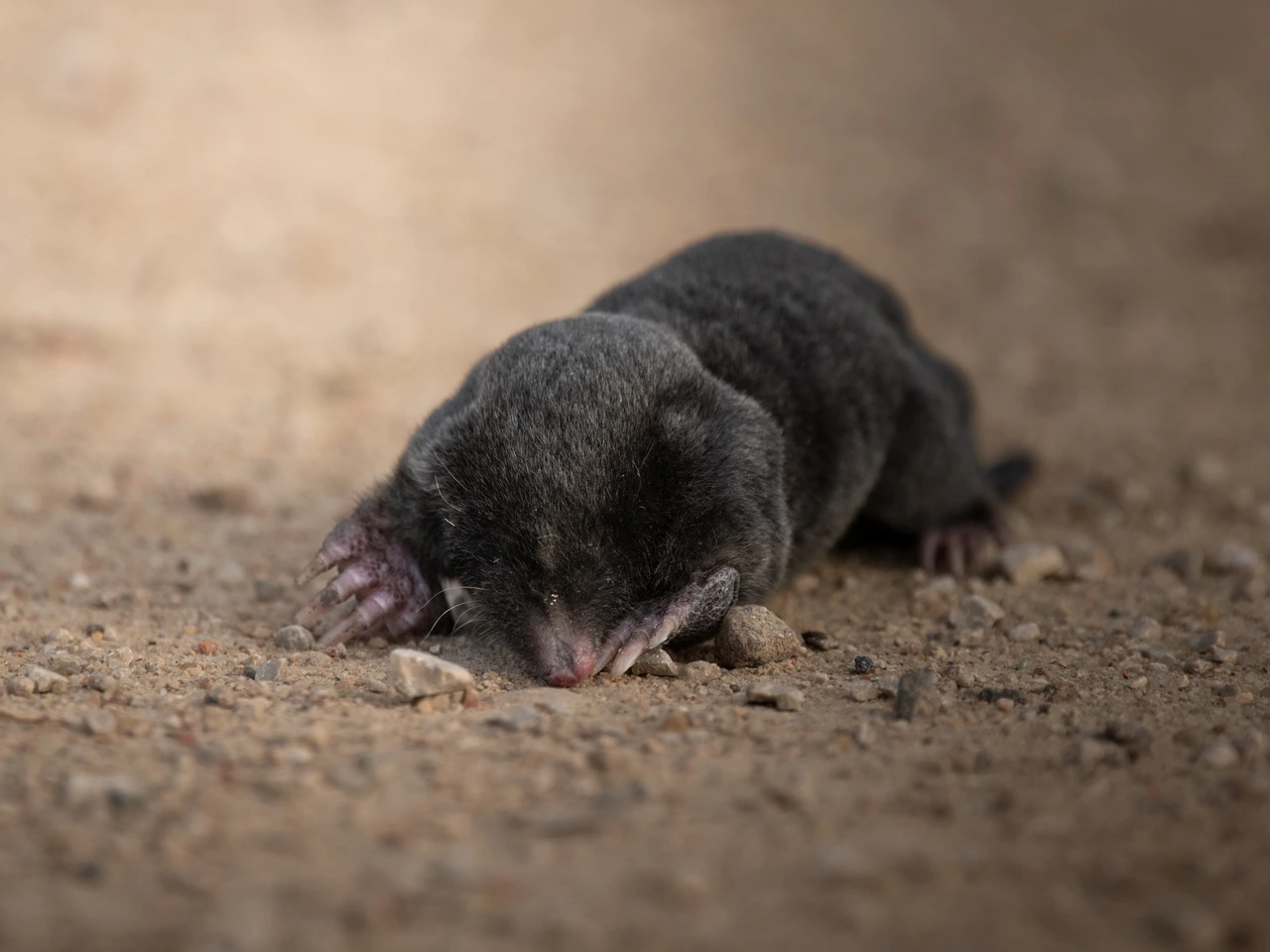 European mole — wildlife photograph by Henk Reinicke.