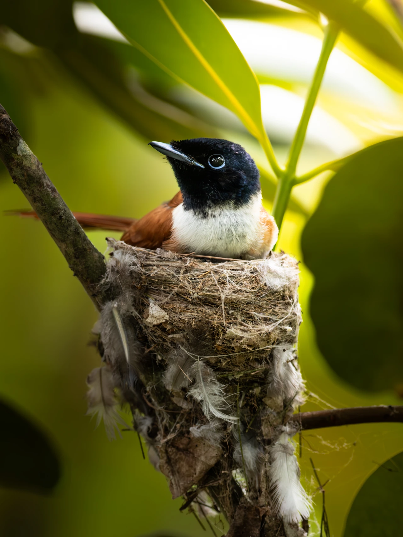 Seychelles paradise flycatcher — wildlife photograph by Henk Reinicke.