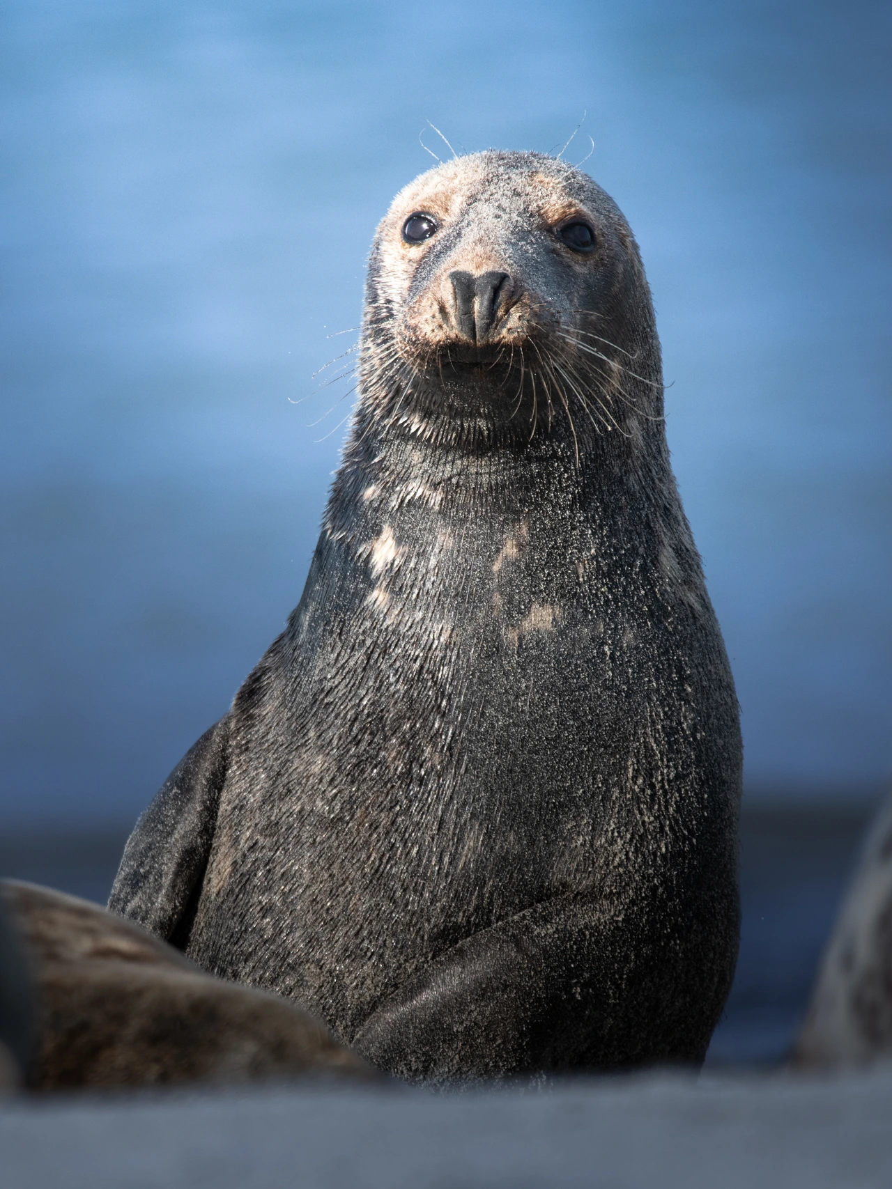 Grey seal — wildlife photograph by Henk Reinicke.